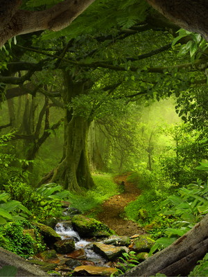Painel sublimado floresta 2,90x4om