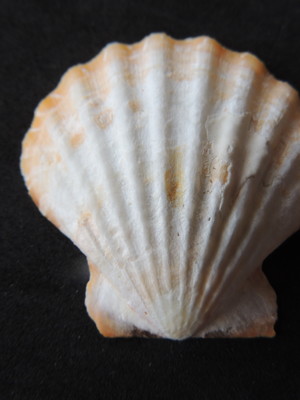 Lote 166 t - concha shell