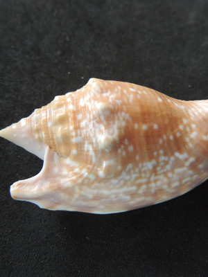 Lote 058 c - strombus gallus
