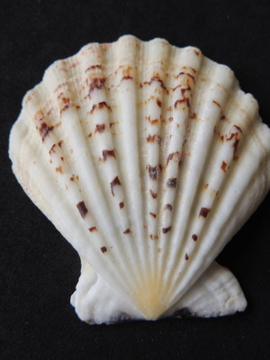 Lote 206 b - concha scalop shell