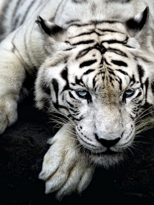 Papel de parede tigre e parede preta fosco