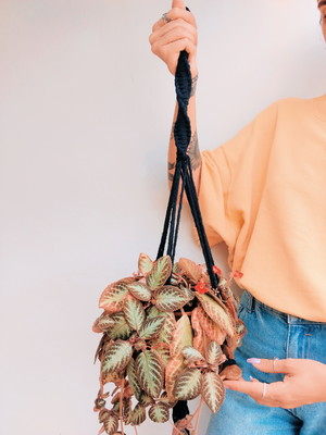 Suporte planta macramê