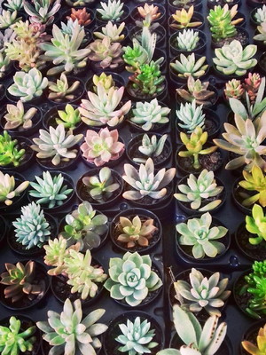 Mini suculentas variadas para decorar!!! lembrancinhas