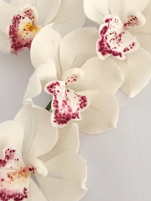 Orquídea de açúcar