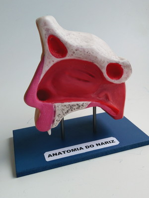 Anatomia do nariz (sob encomenda)
