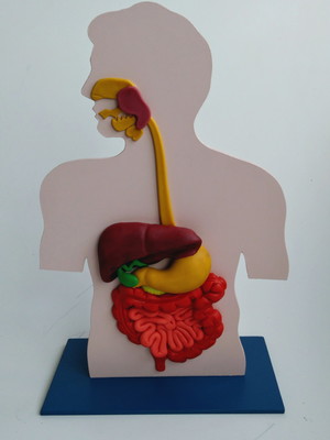 Sistema digestivo maquete (sob encomenda)