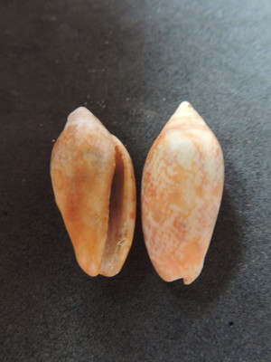 Lote 128 h - plicoliva zelindae
