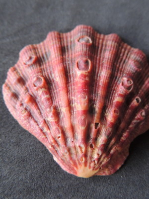 Lote 135 c - vieira de pata de leão (lyropecten nodosus)