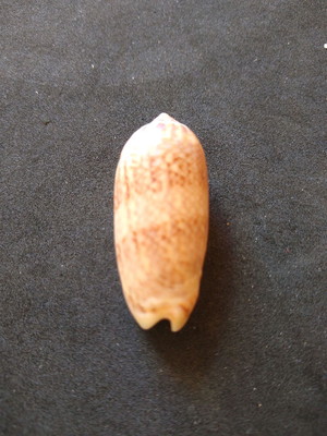 Lote 136 f - oliva circinata marrat