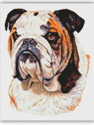 Cão bulldog