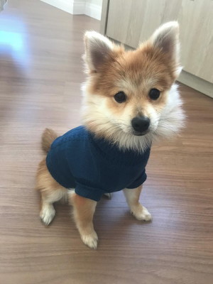 Roupa pet de lã em promoção -g-gg-ggg- bfg-p pug