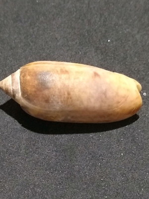 Lote 136 c - oliva (miniaceoliva)