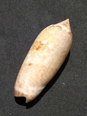 Lote 136 e - oliva circinata marrat