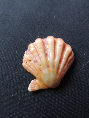 Lote 246 c- vieira pata de leão pequena (lyropecten nodosus)