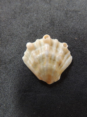Lote 249 c - vieira pata de leão pequena lyropecten nodosus