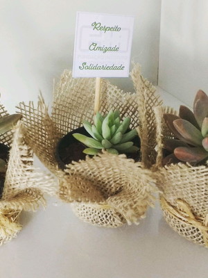 Mini suculentas