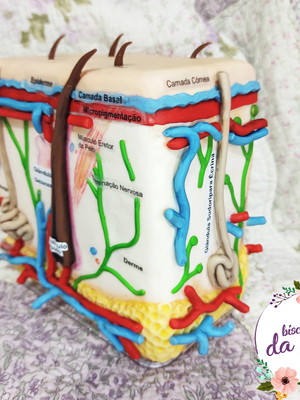 Anatomia da pele - camadas da pele em biscuit