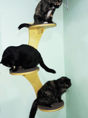 Árvore trio para gatos