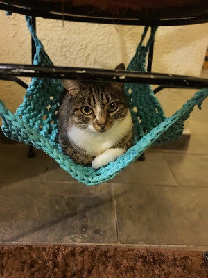 Rede cat
