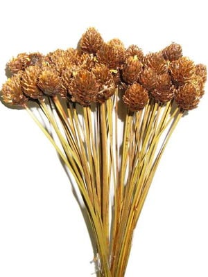 Pimentinha cabeça - flor seca para decoração