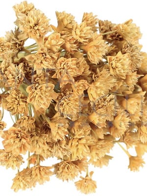 Espeta nariz natural - flor seca para decoração