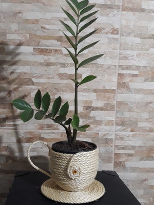 Cachepot xícara