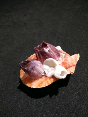 Lote 205 c - concha pecten collor( com cracas naturais)