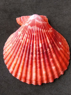 Lote 300 c - concha - pecten nobilis colored