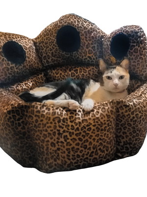 Cama caminha para cachorros gatos estilo pata hoof pet 55cm