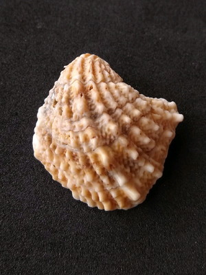 Lote 322 b - concha spiny jewel box shells