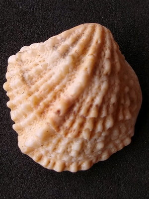 Lote 322 c - concha spiny jewel box shells