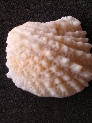 Lote 322 d - concha spiny jewel box shells
