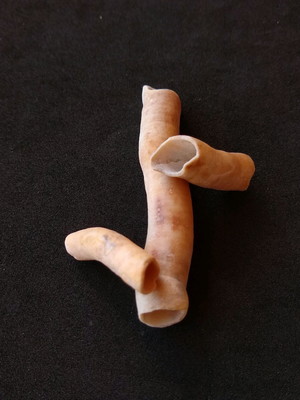 Lote 243 p - serpulorbis decussatus