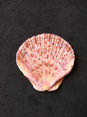 Lote 105 c - concha tipo shell ( pecten ziczac) base