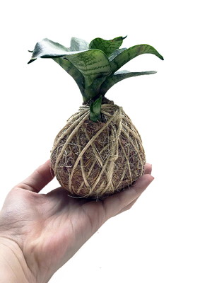 Vaso kokedama mini espada de são jorge + brinde!
