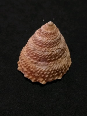 Lote 028 h - concha turbinidae (astraea latispina)