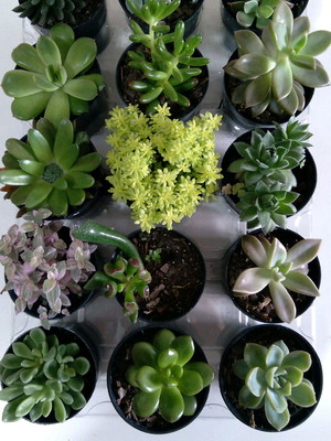 15 mini suculentas variadas