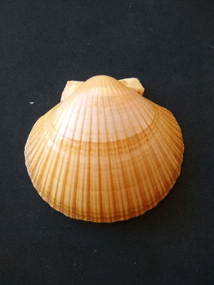 Lote 111 c - concha tipo shell ( pecten ziczac)