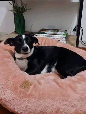 Cama para cachorro/gato nuvem donuts gg 80x80