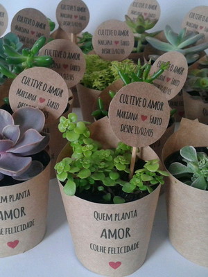 Mini suculenta no rótulo kraft