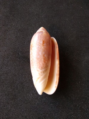 Lote 136 a - oliva circinata marrat