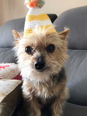 Chapéu de aniversário em crochê para pets