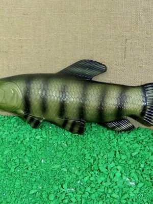 Peixe traíra em resina para parede 55cm - pague com cartão