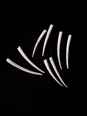 Lote 351 a - concha (dentalium shells)