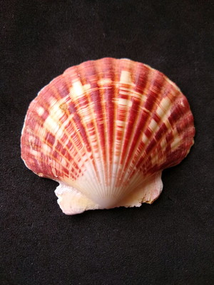 Lote 207 a - concha shell (anachlamys)