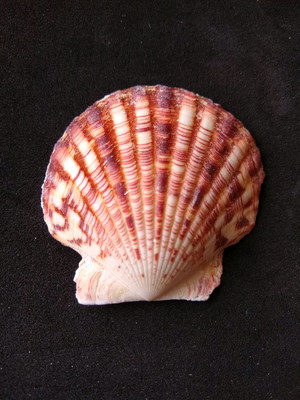 Lote 207 - concha shell (anachlamys)