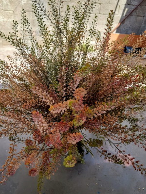 Flores secas buquet espiral sementinha do outono