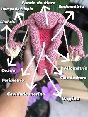 Receita (como fazer) útero com suas camadas e estruturas