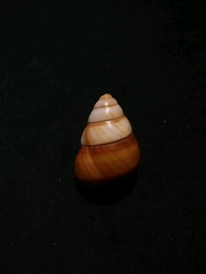 Lote 375 a - caracol (partulina) terrestre