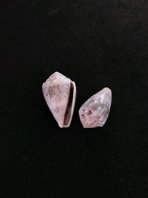 Lote 384 - concha (conus)